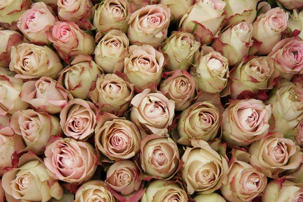 Pale pink rose buds — Stock Photo, Image