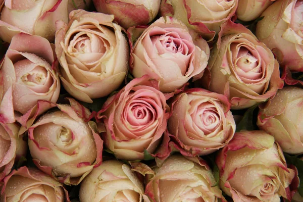 Pale pink roses — Stock Photo, Image