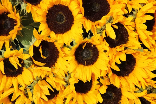 Gran grupo de girasoles — Foto de Stock