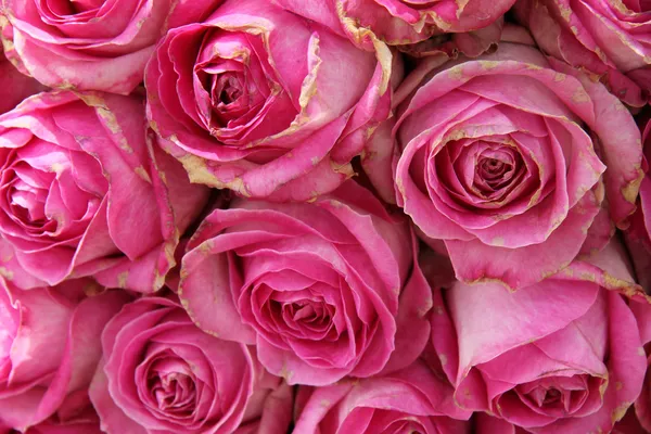 Big pink roses in a wedding centerpiece — Stock Photo, Image