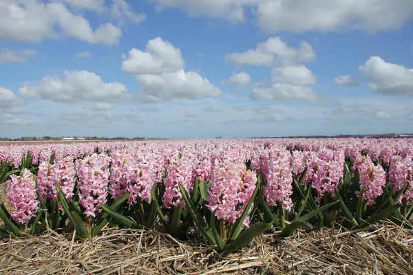 Pink hyacints — Stock Photo, Image