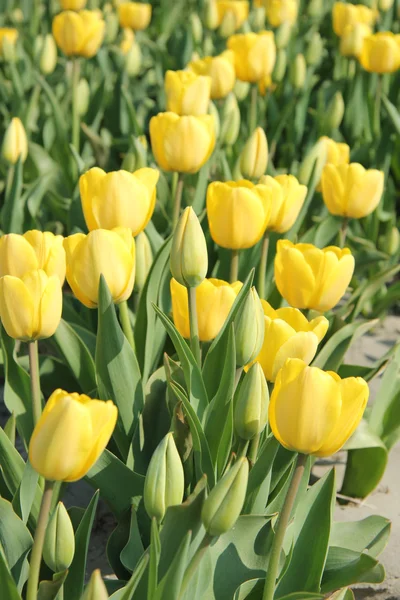 Žluté tulipány v poli — Stock fotografie