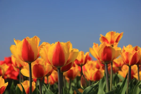 Yellow and red tulips in a field — Stock Photo, Image