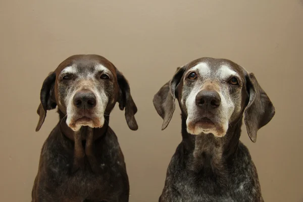 Senior pointer Sisters, almost 13 years old — Stock Photo, Image