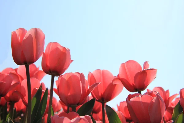 Różowe tulipany w podświetlenie — Zdjęcie stockowe