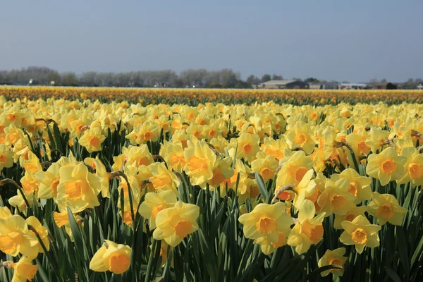 Narcisos amarillos en un campo — Foto de Stock