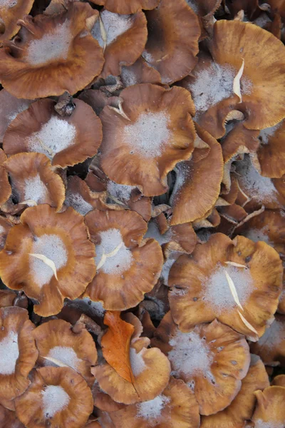 Grupa grzybów — Zdjęcie stockowe
