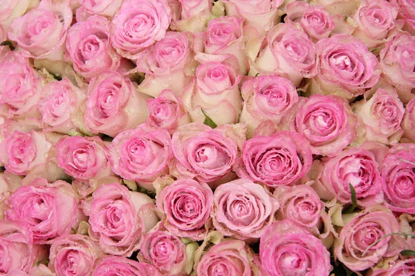 Pink roses in a group — Stock Photo, Image