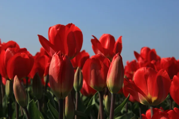 Czerwone tulipany w polu — Zdjęcie stockowe