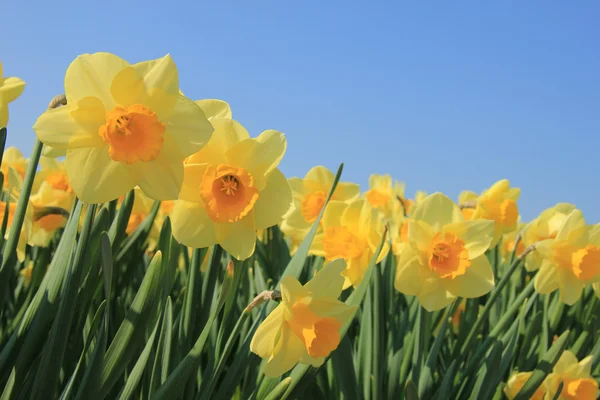 Narcisos amarillos en un campo — Foto de Stock