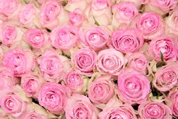 Pink roses in a group — Stock Photo, Image