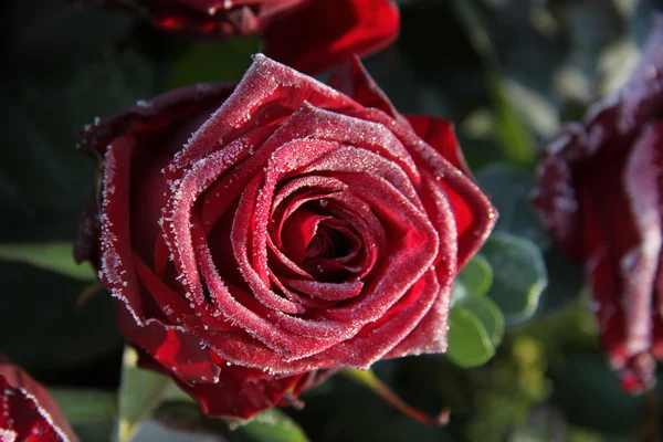 Frosted red rose — Stock Photo, Image