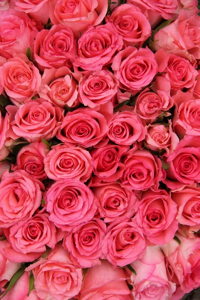 Grupo de rosas rosa — Fotografia de Stock