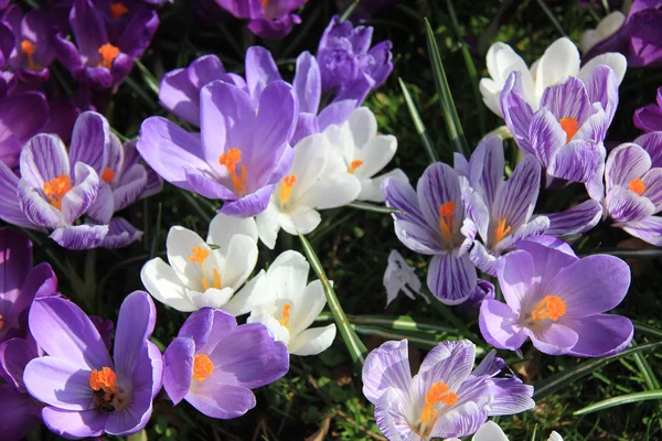 Purple and white crocuses in a field — Stock Photo, Image