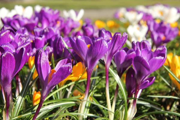 Crocusus púrpura a la luz del sol de primavera —  Fotos de Stock