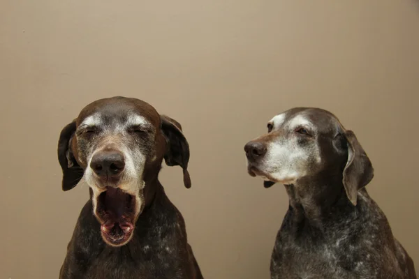 Senior pointer Sisters, almost 13 years old — Stock Photo, Image