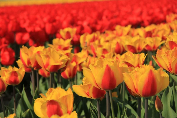 Žluté a červené tulipány v poli — Stock fotografie