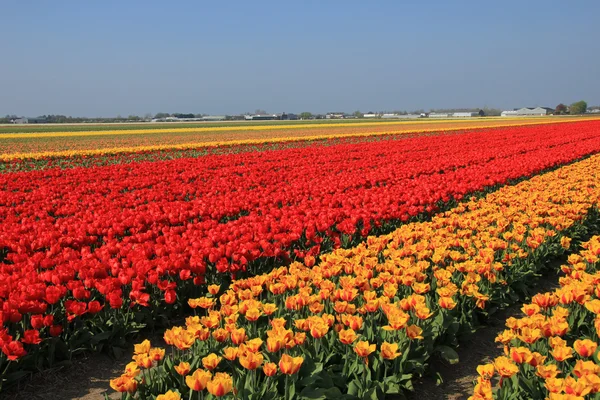 Settori dell'industria dei fiori — Foto Stock