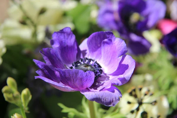 Purple anemone in bridal bouquet — Stock Photo, Image