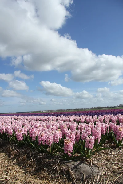 Hyacints en un campo — Foto de Stock