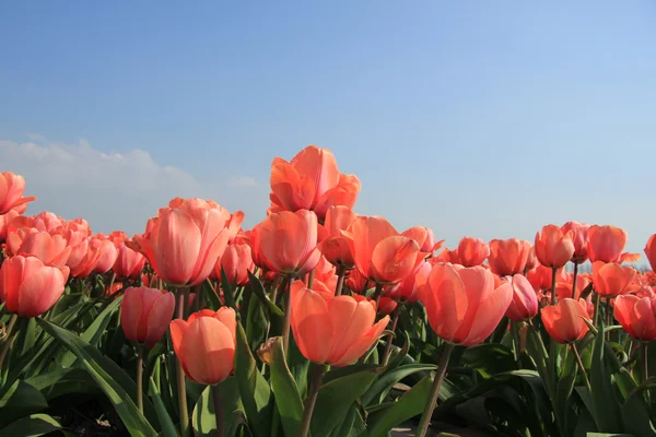 Tulipani rosa — Foto Stock