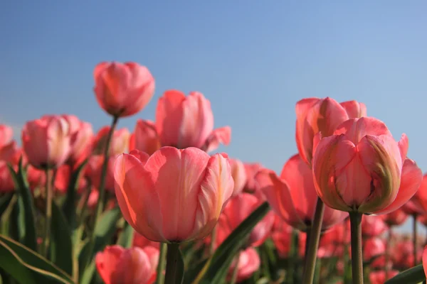 Des tulipes roses et un ciel bleu — Photo