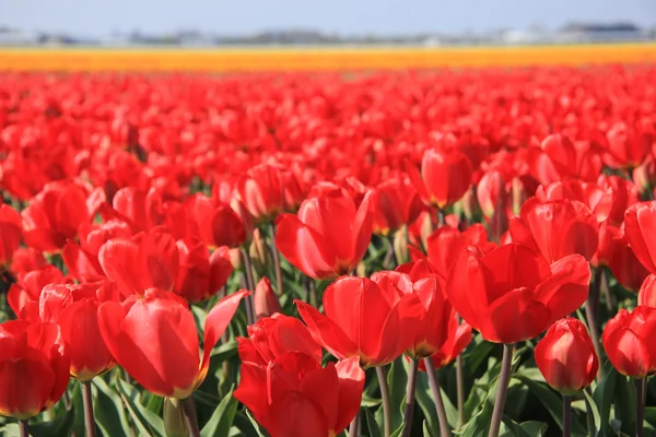 Red tulips in a field — Stock Photo, Image