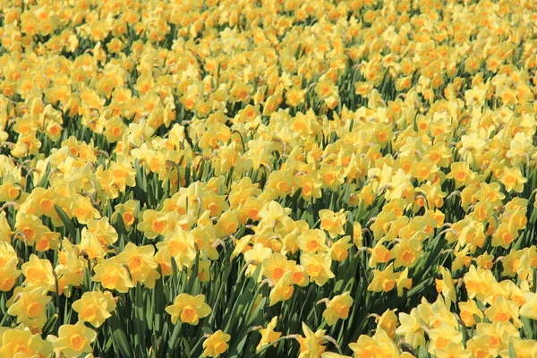 Narcisos amarillos en un campo — Foto de Stock