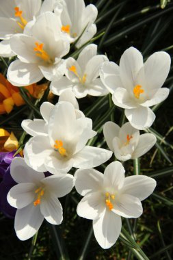 bahar güneş ışığı beyaz crocusus
