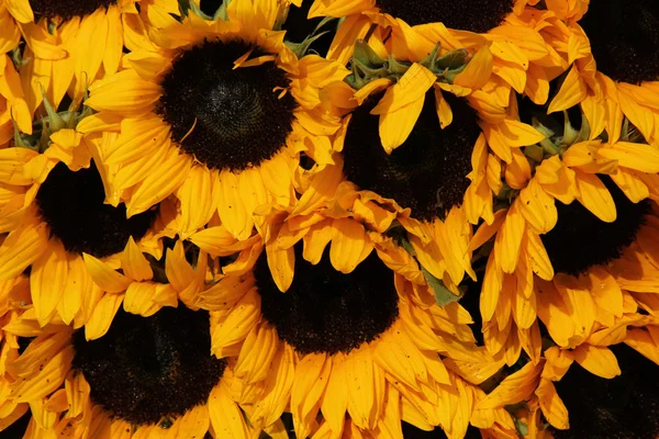 Big group of sunflowers — Stock Photo, Image