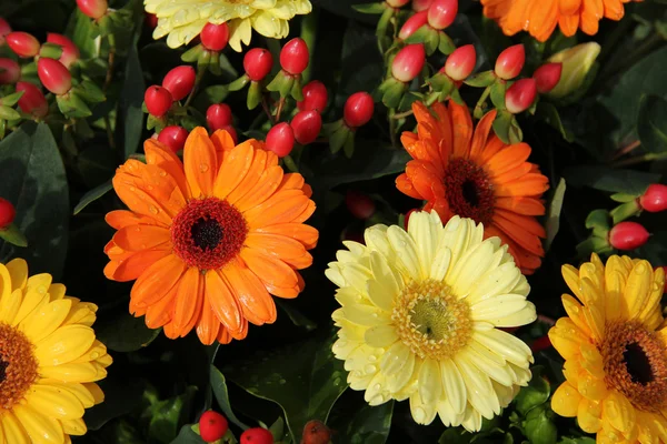 Yellow and orange gerberas — Stock Photo, Image