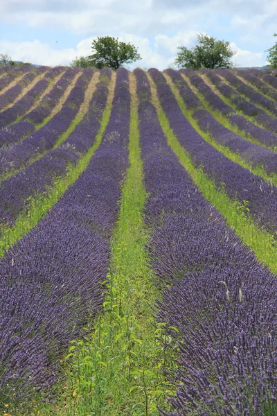 Campos de lavanda cerca de Sault, Francia — Foto de Stock