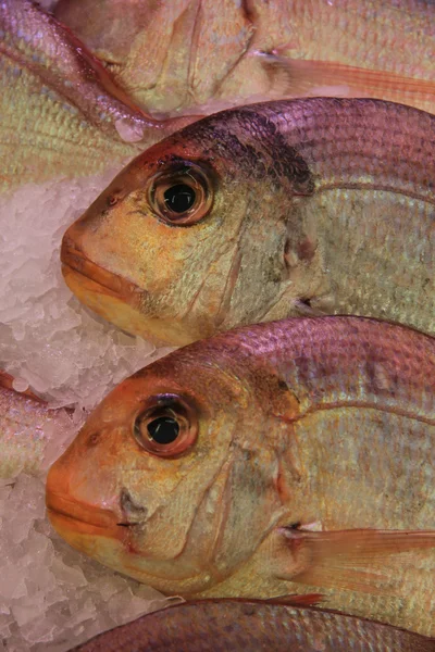 Gilt-head bream — Stock Photo, Image