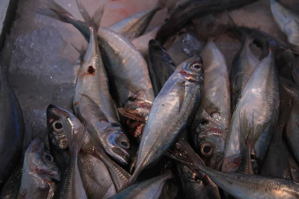 Verse sardines in een markt — Stockfoto