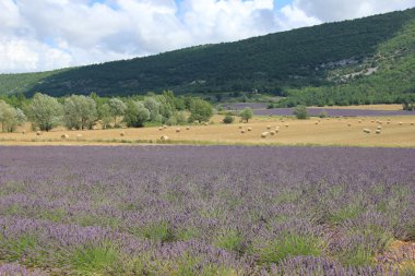 Lavanta alanları yakınında sault, Fransa