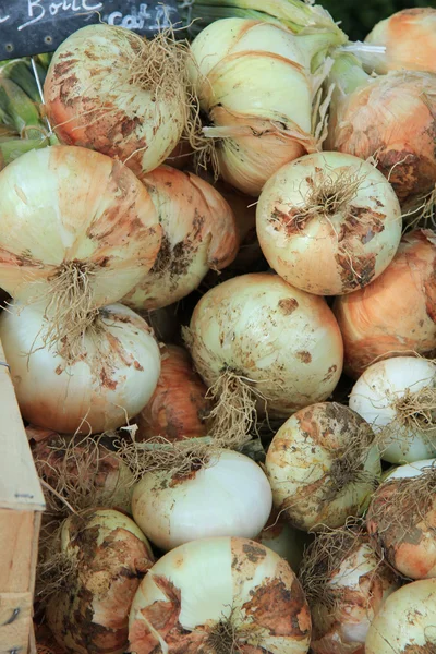 Onions — Stock Photo, Image