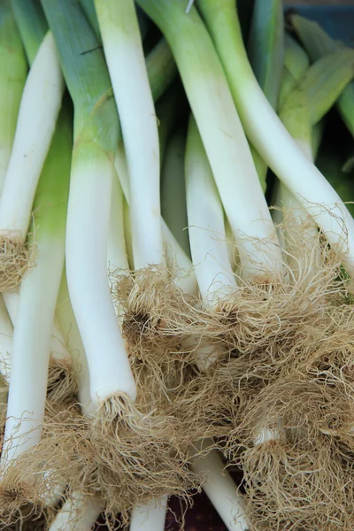 Frischer Lauch — Stockfoto