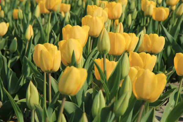 Tulipanes amarillos en un campo —  Fotos de Stock