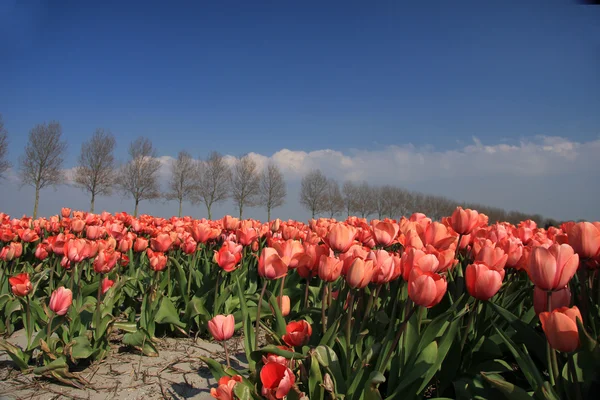 Tulipani rosa — Foto Stock