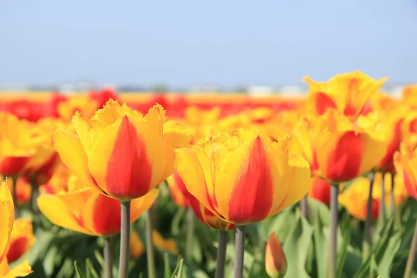 Žluté a červené tulipány v poli — Stock fotografie