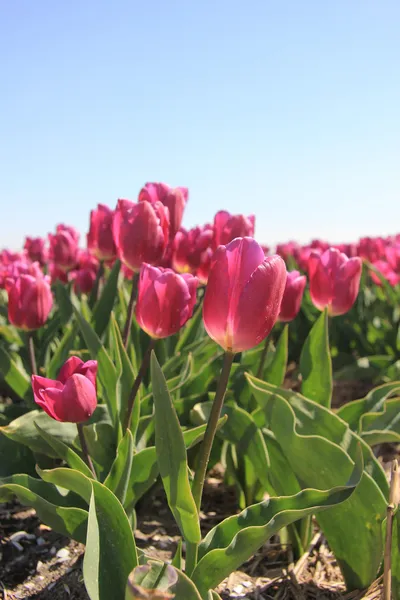 Пурпурные розовые тюльпаны в лучах солнца — стоковое фото