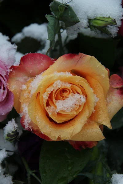 Rosa roja amarilla en la nieve — Foto de Stock