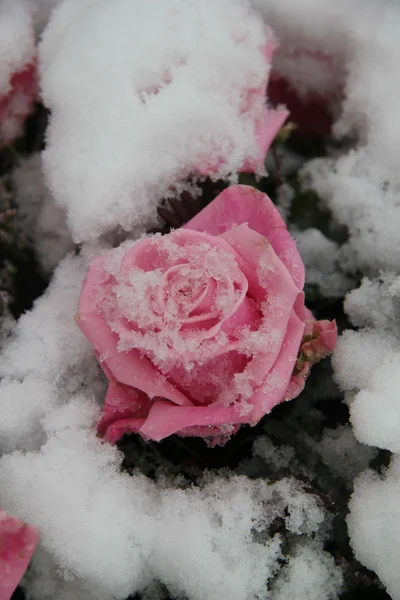 雪に覆われたピンクのバラ — ストック写真