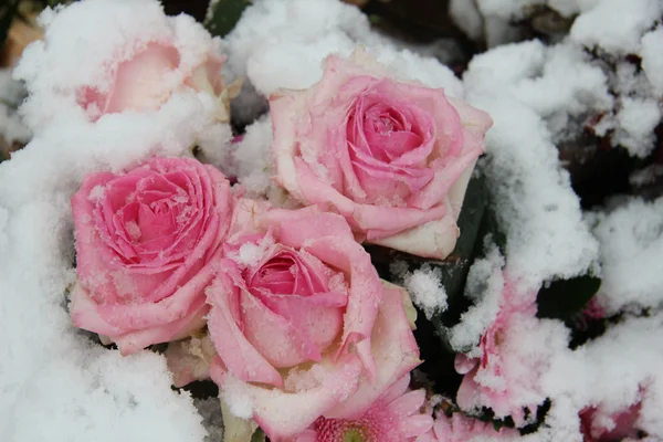 Rosas cor de rosa na neve — Fotografia de Stock