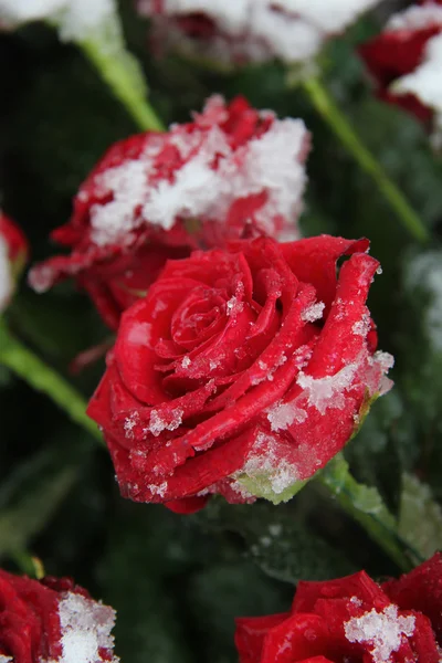 Röd ros i snön — Stockfoto