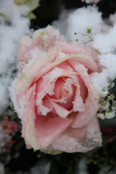 Zasněžené růžové růže — Stock fotografie