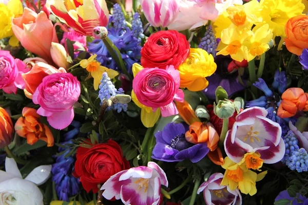 Frühlingsblumen in leuchtenden Farben — Stockfoto