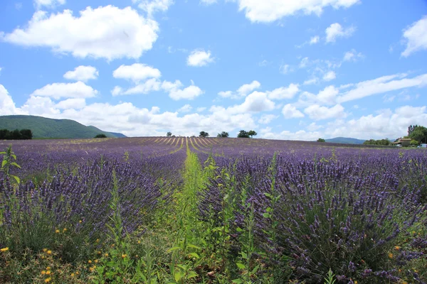 Lavender fields near Sault, France — Stock Photo, Image
