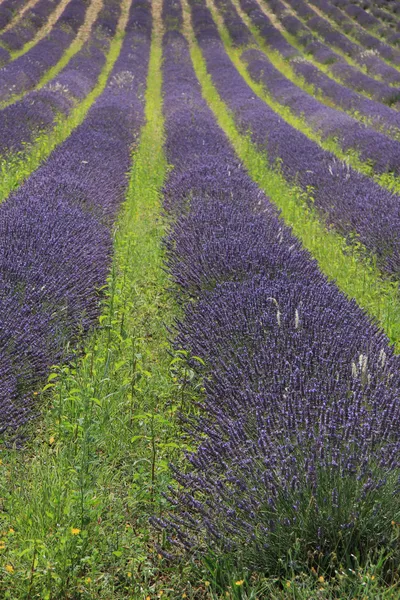 Campos de lavanda cerca de Sault, Francia — Foto de Stock