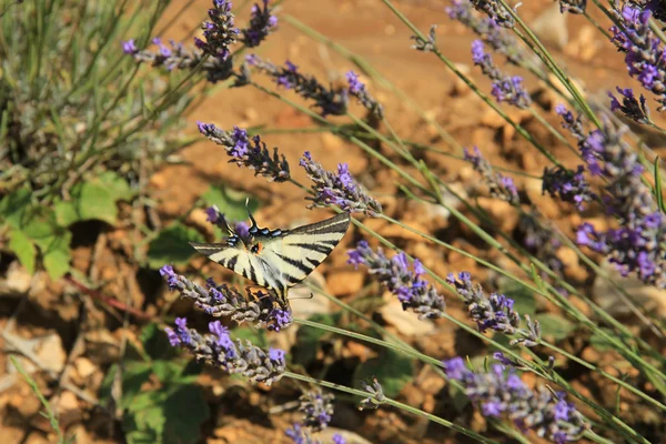 Mariposa sobre lavanda, Papilio machaon —  Fotos de Stock